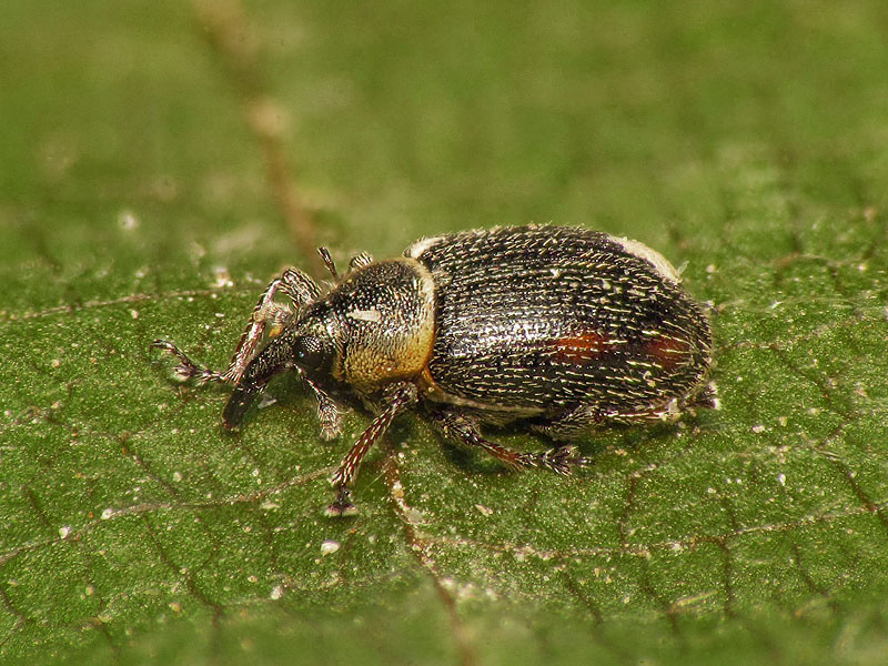 Curculionidae: Gymnetron veronicae